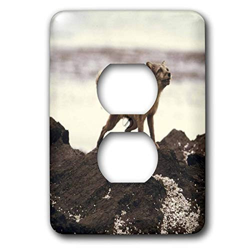 3dRose lsp_47836_6 Young Artic Wolf Outlet Cover
