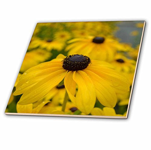 3dRose ct_36167_4 Black Eyed Susan Garden of Flowers-Floral Photography Ceramic Tile, 12" 3dRose ct_36167_4 Black Eyed Susan Garden of Flowers-Floral Photography Ceramic Tile, 12"