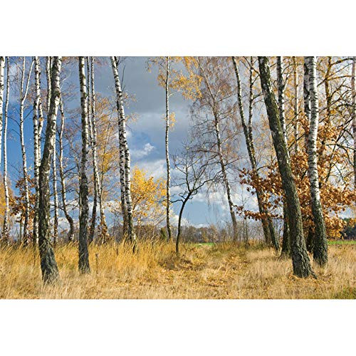 YongFoto 7x5ft Autumn Withered Forest Backdrop for Photography Blue Sky and White Cloud Natural Scenery Backdrop Interior Decor Art Portraits Photo Booth Shooting Studio Props Wallpaper YongFoto 7x5ft Autumn Withered Forest Backdrop for Photography Blue Sky and White Cloud Natural Scenery Backdrop Interior Decor Art Portraits Photo Booth Shooting Studio Props Wallpaper