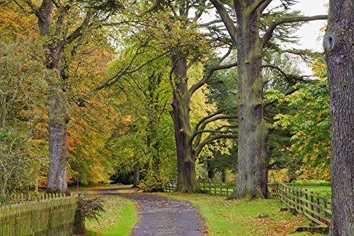 Posterazzi A Path Covered With Fallen Leaves And Trees In Autumn Colours Scottish Borders Scotland Poster Print, (19 x 12) Posterazzi A Path Covered With Fallen Leaves And Trees In Autumn Colours Scottish Borders Scotland Poster Print, (19 x 12)