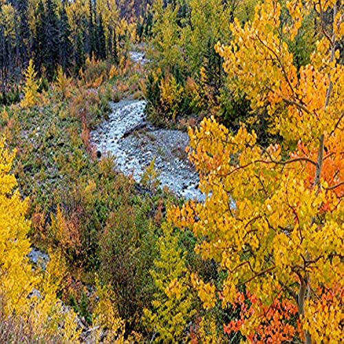 Posterazzi PDDUS27CHA4297 Autumn Color Along Divide Creek in Glacier National Park, Montana, USA Photo Print, 24 x 18, Multi