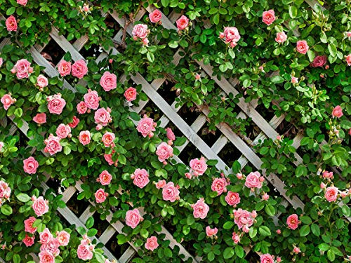 AIIKES 8x6FT Flowers Photography Backdrop Spring Floral Photo Background Green Leaf Fence Backdrops Wedding Bridal Backdrop Baby Shower Birthday Photo Booth Studio Prop 11-453 AIIKES 8x6FT Flowers Photography Backdrop Spring Floral Photo Background Green Leaf Fence Backdrops Wedding Bridal Backdrop Baby Shower Birthday Photo Booth Studio Prop 11-453