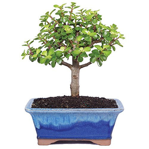 Brussel's Dwarf Jade Bonsai - Medium - (Indoor)