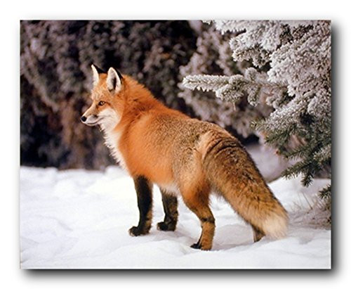 Red Fox in The Snow Wildlife Animal Art Print Poster (16x20)