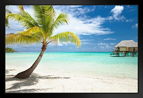 Palm Tree and Huts on Tropical Beach Tahaa Island Photo Black Wood Framed Art Poster 20x14 Palm Tree and Huts on Tropical Beach Tahaa Island Photo Black Wood Framed Art Poster 20x14
