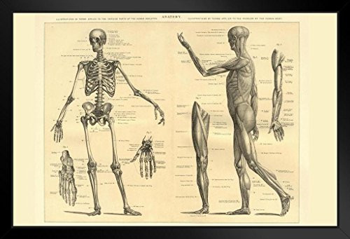 Human Anatomy Skeleton and Muscles of The Body Educational Chart Black Wood Framed Art Poster 20x14 Human Anatomy Skeleton and Muscles of The Body Educational Chart Black Wood Framed Art Poster 20x14