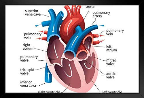 Human Heart Circulatory System Diagram Chart Black Wood Framed Art Poster 20x14 Human Heart Circulatory System Diagram Chart Black Wood Framed Art Poster 20x14