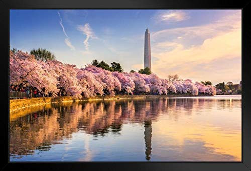 Washington DC Cherry Blossoms Monument Mall Spring Photo Black Wood Framed Art Poster 20x14