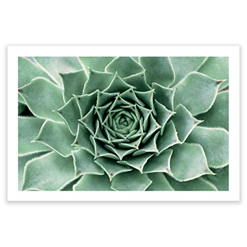 Humble Chic Wall Art Prints - Unframed HD Printed Plants Picture Poster Decorations for Home Decor Living Dining Bedroom Bathroom College Dorm Room - Succulent Cactus Plant, 24x36 Horizontal