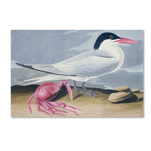 Cayenne Tern Artwork by John James Audubon, 12 by 19-Inch Canvas Wall Art
