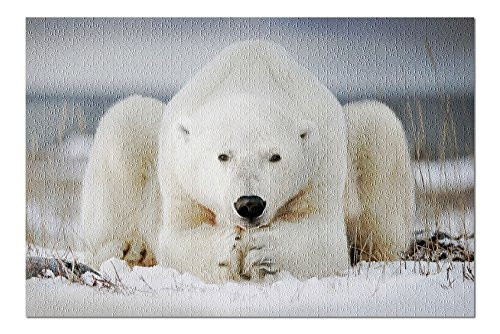 Polar Bear Laying in Snow (Premium 1000 Piece Jigsaw Puzzle for Adults, 19x27)