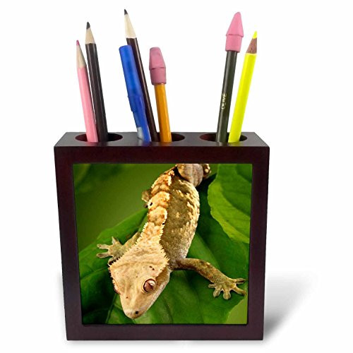 3dRose ph_84105_1 New Caledonian Crested Gecko Lizard - NA02 MPR0086 - Maresa Pryor - Tile Pen Holder, 5-Inch