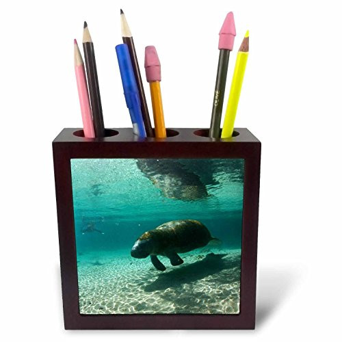 3dRose ph_89262_1 Florida, Crystal River. Florida Manatees - US10 RJA0014 - Rebecca Jackrel - Tile Pen Holder, 5-Inch