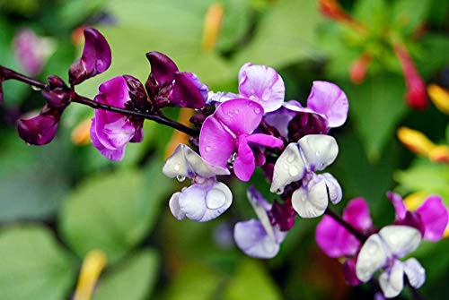 Seeds Hyacinth Beans Vine Purple Dolichos Giant Climbing Flower Annual Garden Cut Ukraine