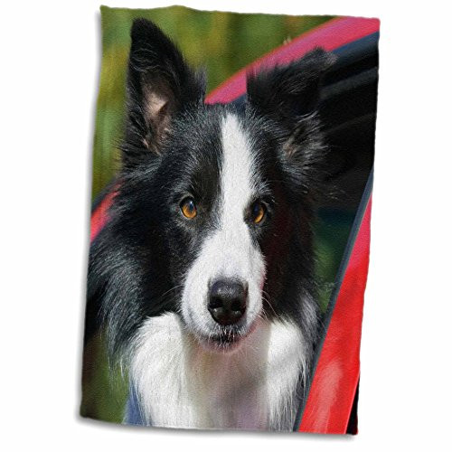3D Rose Purebred Border Collie Dog-Red Truck Window-Na02 Pwo0006-Piperanne Worcester Towel, 15" x 22" 3D Rose Purebred Border Collie Dog-Red Truck Window-Na02 Pwo0006-Piperanne Worcester Towel, 15" x 22"