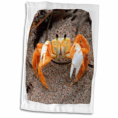 3D Rose Fiddler Crab On Beach Colorized Orange Towel, 15" x 22", Multicolor