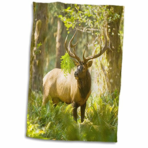 3D Rose Washington Olympic NP Roosevelt elk Bull in The Rainforest. TWL_208530_1 Towel, 15" x 22" 3D Rose Washington Olympic NP Roosevelt elk Bull in The Rainforest. TWL_208530_1 Towel, 15" x 22"