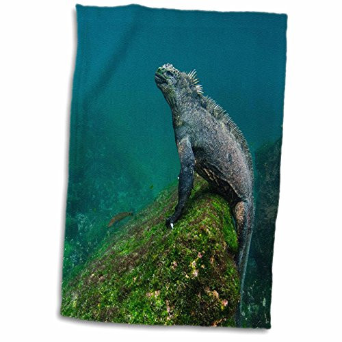 3D Rose Marine Iguana-Underwater. Fernandina Island-Galapagos Hand Towel, 15" x 22", Multicolor