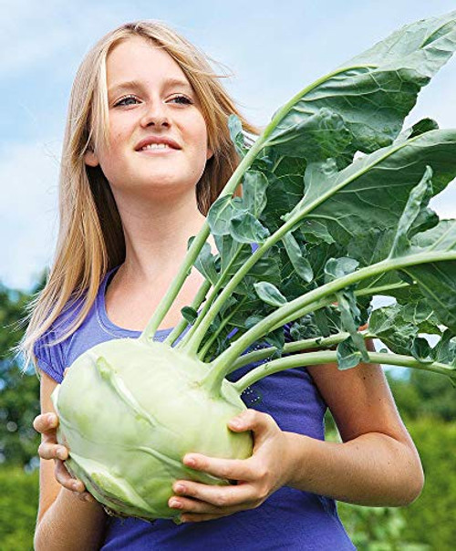 Seeds Cabbage Kohlrabi Giant Vegetable Organic Heirloom Ukraine for Planting