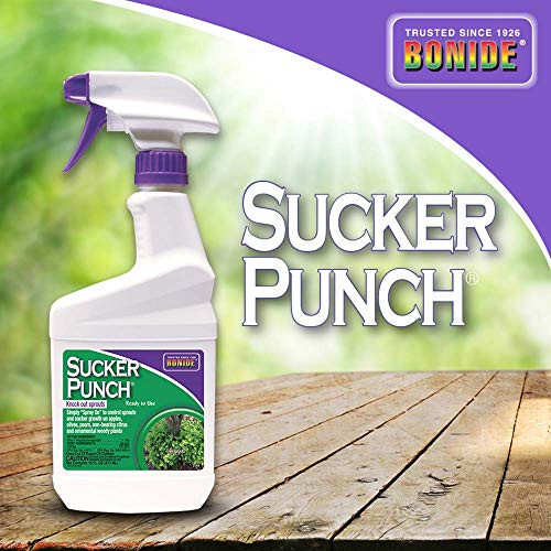 Bonide (BND2761) - Ready to Use Sucker Punch, Stop Suckers Sprouting from Roots and Pruning Cuts (16 oz.)