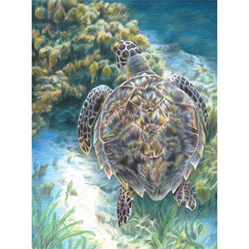 Royal Brush Color Pencil by Number Kit, 8.75 by 11.75-Inch, Sea Turtle