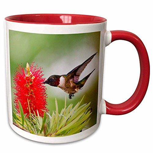 3dRose Ruby-Throated Hummingbird Feeding At Bottle Brush Flowers Texas Usa Two Tone Mug, 11 oz, Red