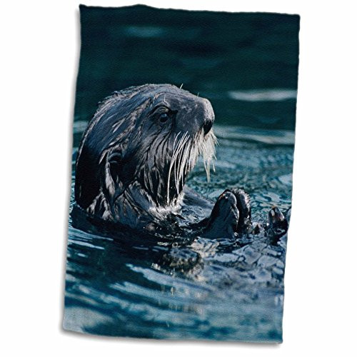 3D Rose Sea Otter Wildlife-Shells-Seward-Alaska-Na02 Rnu0780-Rolf Nussbaumer Hand/Sports Towel, 15 x 22 3D Rose Sea Otter Wildlife-Shells-Seward-Alaska-Na02 Rnu0780-Rolf Nussbaumer Hand/Sports Towel, 15 x 22