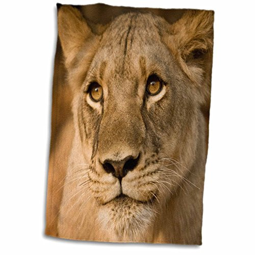 3D Rose Livingstone-Zambia-Africa. Close-Up of A Lioness Hand Towel, 15" x 22" 3D Rose Livingstone-Zambia-Africa. Close-Up of A Lioness Hand Towel, 15" x 22"