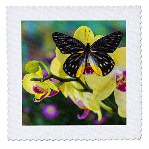 3D Rose Jezebels Butterfly Pieridae Family Square 12 by 12 Inch Quilt, 12 x 12