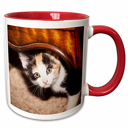 3dRose 140268_5 Domestic Calico Cat Peeking Out-Na02 Pwo0010-Piperanne Worcester Ceramic Mug, 11 oz, Red/White 3dRose 140268_5 Domestic Calico Cat Peeking Out-Na02 Pwo0010-Piperanne Worcester Ceramic Mug, 11 oz, Red/White