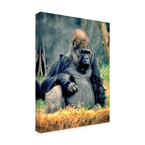 Trademark Fine Art ALI37224-C1419GG Fine Art, 14x19-Inch, Multicolor