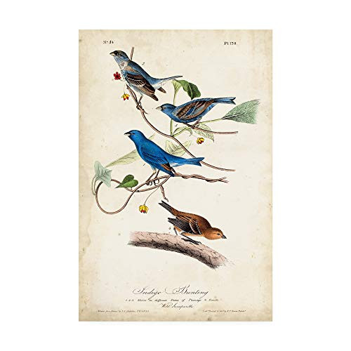 Trademark Fine Art Indigo Bunting Birds by John James Audubon, 12x19