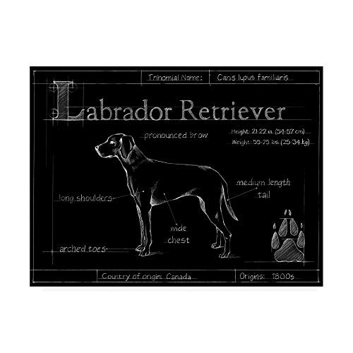 Trademark Fine Art Blueprint Labrador Retriever by Ethan Harper, 14x19 Trademark Fine Art Blueprint Labrador Retriever by Ethan Harper, 14x19
