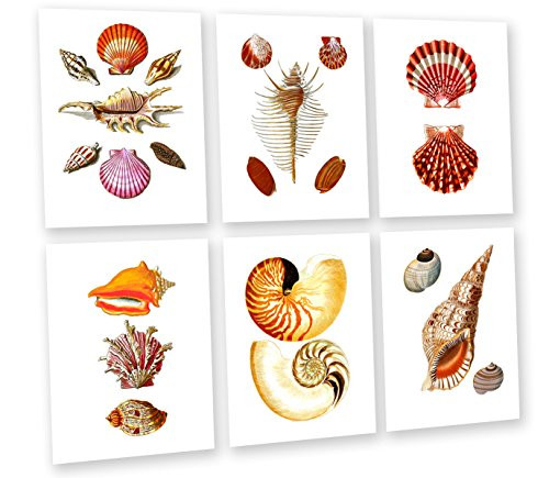 Beach Decor Art Prints Set of 6 unframed Seashells Wall Art By Gnosis Picture Archive Seashells_6C