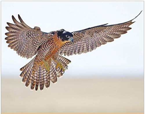 Simply Calendar" North American Wildlife" 2020 Lightweight Monthly Wall Calendar - 10.5" x 18" (Open)