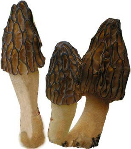 Morel Black (Morchella conica) Seeds Spores Morel Garden Mushrooms Mycelium Spawn (25g) by Garden Pleasure Morel Black (Morchella conica) Seeds Spores Morel Garden Mushrooms Mycelium Spawn (25g) by Garden Pleasure