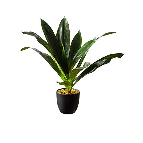 Royal Imports Artificial Dracaena Plant, Tropical Life-Like Corn Stalk Tree, Dark Green in Decorative Planter - 19" Tall