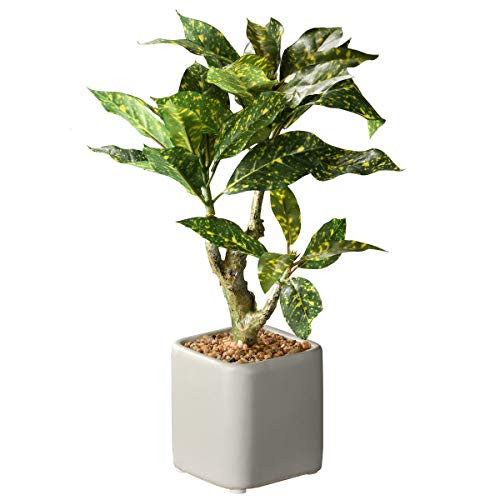 National Tree Company 11" Croton Trunk Tree with 30 Leaves in Pot, Green