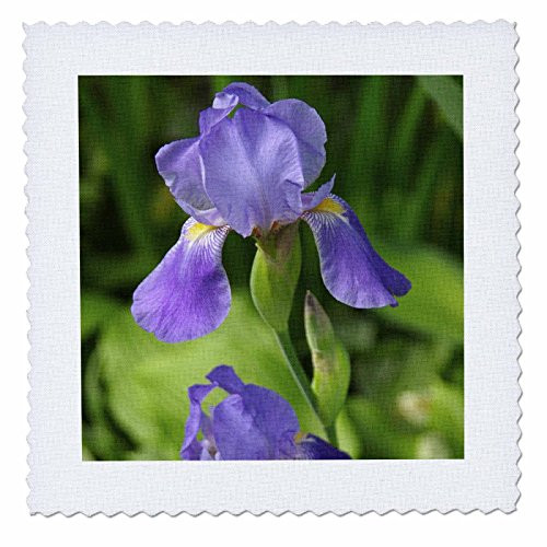 3dRose Massachusetts, Bearded Iris Flower Garden - Us22 Len0057 - Lisa S. Engelbrecht - Quilt Square, 12 by 12-Inch (qs_90887_4)