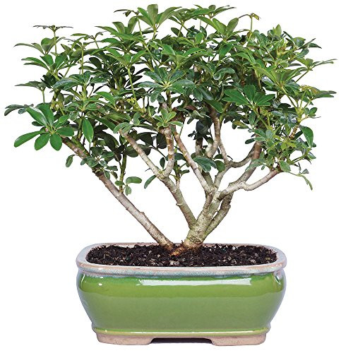 Brussel's Live Hawaiian Umbrella Indoor Bonsai Tree - 3 Years Old; 7" to 10" Tall with Decorative Container