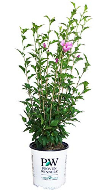 Proven Winners - Hibiscus syriacus Purple Pillar (Rose of Sharon) Shrub, purple flowers, #2 - Size Container