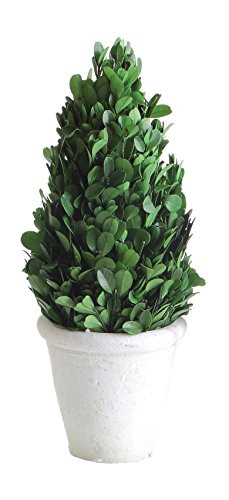Creative Co-op 11" Preserved Boxwood Cone Shaped Clay Pot Topiary, Medium, Green
