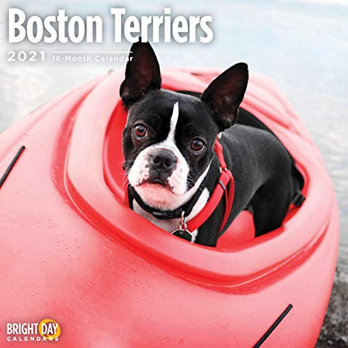 2021 Boston Terriers Wall Calendar by Bright Day, 12 x 12 Inch, Cute Dog Puppy