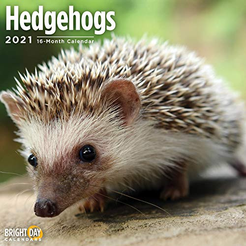 2021 Hedgehogs Wall Calendar by Bright Day, 12 x 12 Inch, Cute Animal