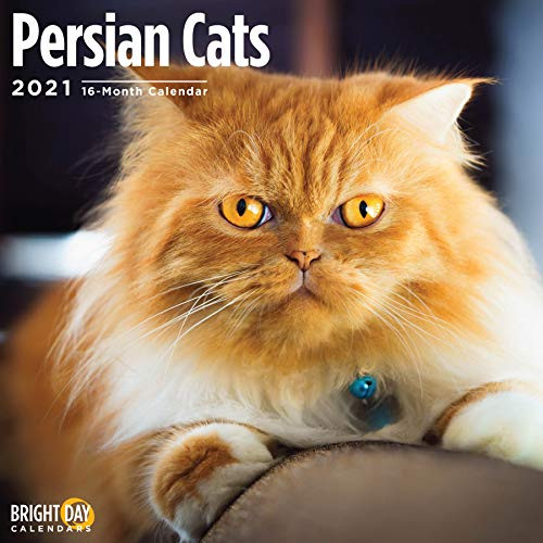 2021 Persian Cats Wall Calendar by Bright Day, 12 x 12 Inch, Cute Kitty Kitten