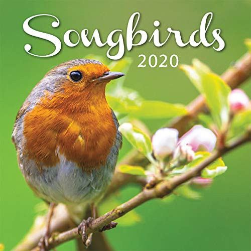 Turner Licensing Turner Photo Songbirds 2020 12X12 Photo Wall Calendar (20998940052)