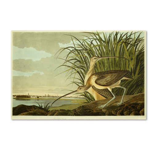 Long Billed Curlew Artwork by John James Audubon, 12 by 19-Inch Canvas Wall Art