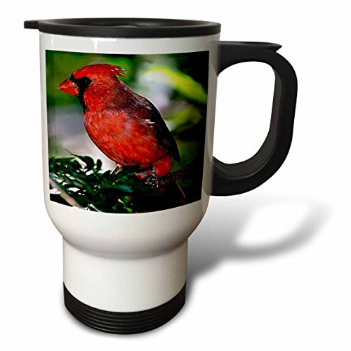 3dRose Bald Eagle Travel Mug, 14-Ounce