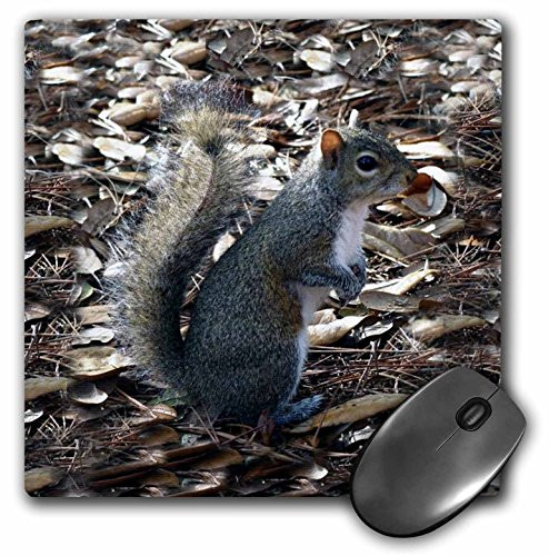 3dRose LLC 8 x 8 x 0.25 Inches Mouse Pad, Gray Squirrel (mp_1016_1)