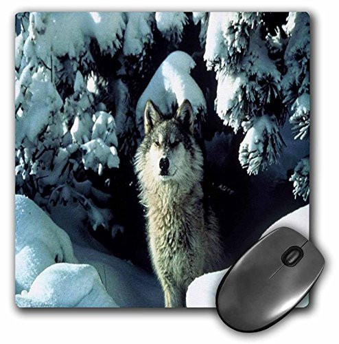 3dRose LLC 8 x 8 x 0.25 Inches Mouse Pad, A Gray Wolf in The Snow (mp_62582_1)